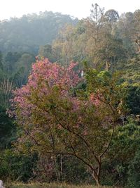 View of cherry blossom from tree