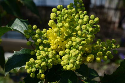 Close-up of berries on plant