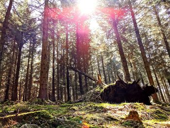 Sunlight streaming through trees in forest