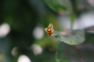 Close-up of butterfly pollinating on leaf