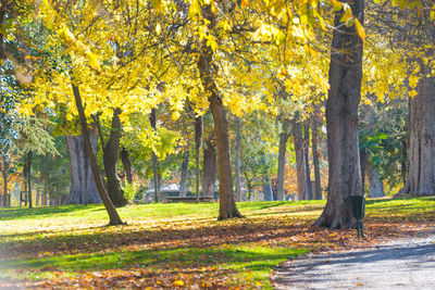Trees in park during autumn