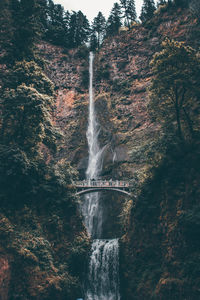 Low angle view of waterfall in forest