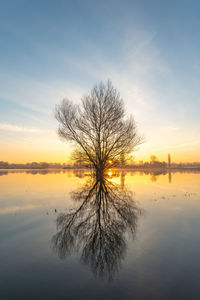 Sunrise over flooded meadow in winter. reflection in the water. alsace, france.