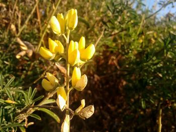 Close-up of yellow flower