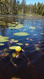 View of ducks swimming in lake