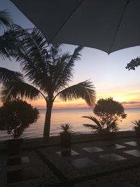 Silhouette of palm tree at beach during sunset