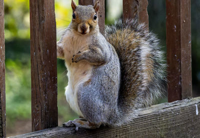 Close-up of squirrel