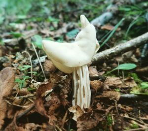 Close-up of mushrooms growing on field