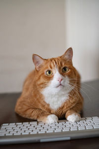 Portrait of a red cat laying on a world table 