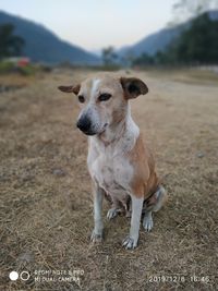 Dog looking away on field