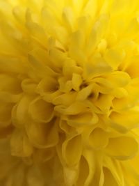 Full frame shot of yellow flowering plant