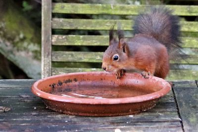 Close-up of squirrel on wood