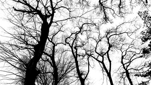 Low angle view of bare trees against sky