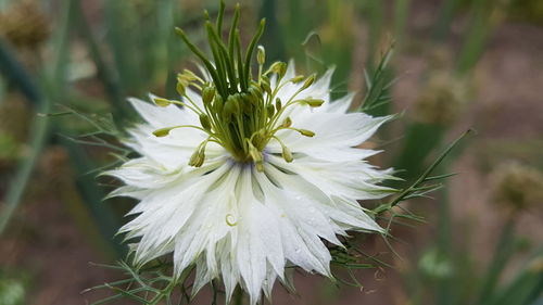 Close-up of white flower blooming outdoors