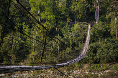 Scenic view of forest