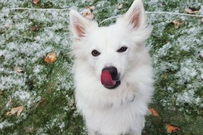 Close-up of white dog sticking out tongue