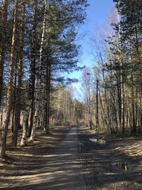 Road amidst trees in forest against sky