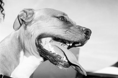 Low angle view of dog panting against sky