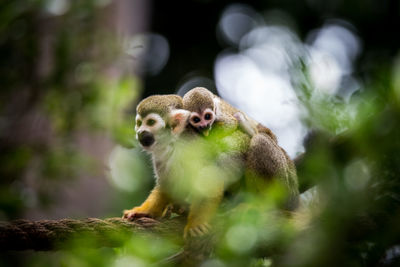 Monkey on a tree