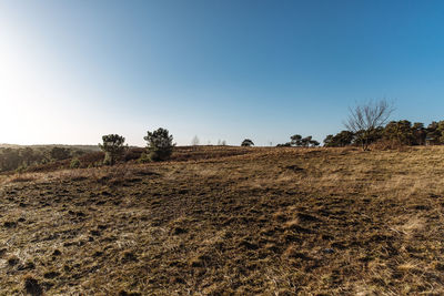 Trees on field against clear sky