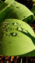 Close-up of water drops on leaves