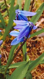 Close-up of purple flower blooming outdoors