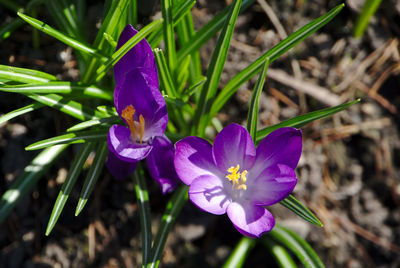 Close-up of purple crocus flowers on field