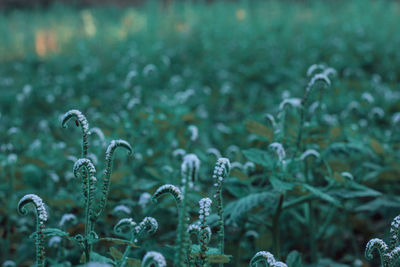 Close-up of plants growing on land