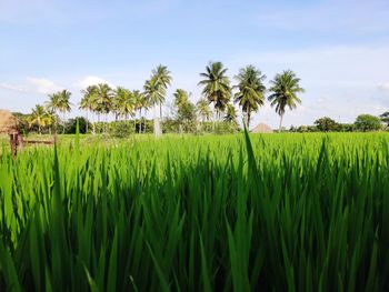 Scenic view of agricultural field against sky