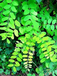 High angle view of plant leaves on land