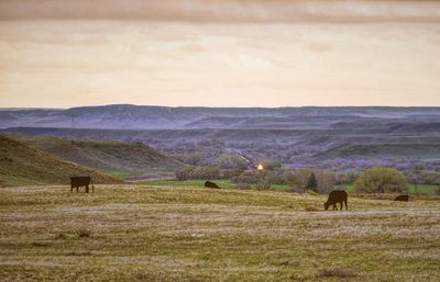 Horses grazing in a field