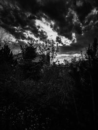 Silhouette trees in forest against sky