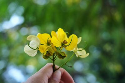 Close-up of hand holding yellow flower