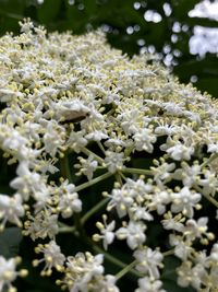 Close-up of white flowering plant