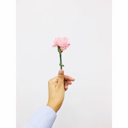 Close-up of hand holding pink flower against white background