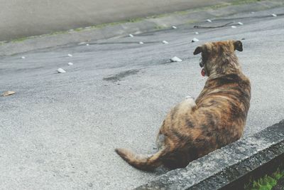 High angle view of horse on road