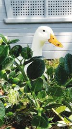 Close-up of bird perching on a plant