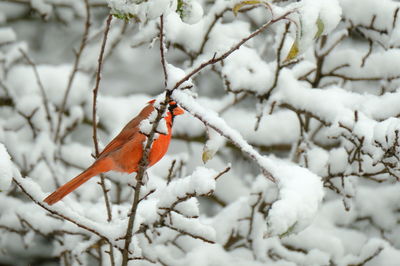 Bird perching on snow covered tree