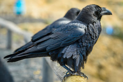 Close-up of bird perching