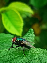Close-up of fly on leaf