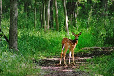 Deer in forest