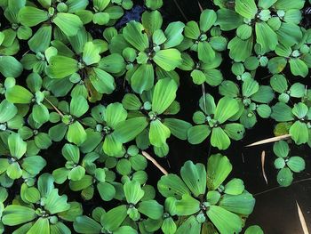 High angle view of green leaves on plant