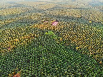 High angle view of corn field