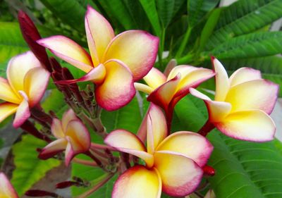 Close-up of pink flowering plants