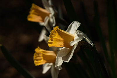 Close-up of yellow flower against blurred background