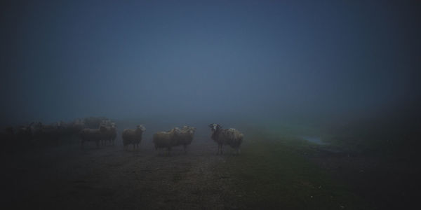 Cows on field