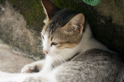 Close-up of cat