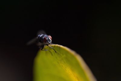 Close-up of insect on leaf