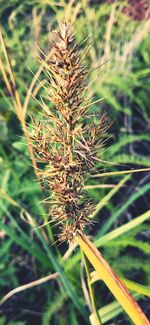 High angle view of plant growing on field