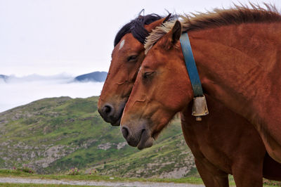 Brown horses on field against sky